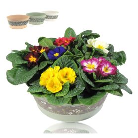 Opm Rs-032502 Zink Schaal