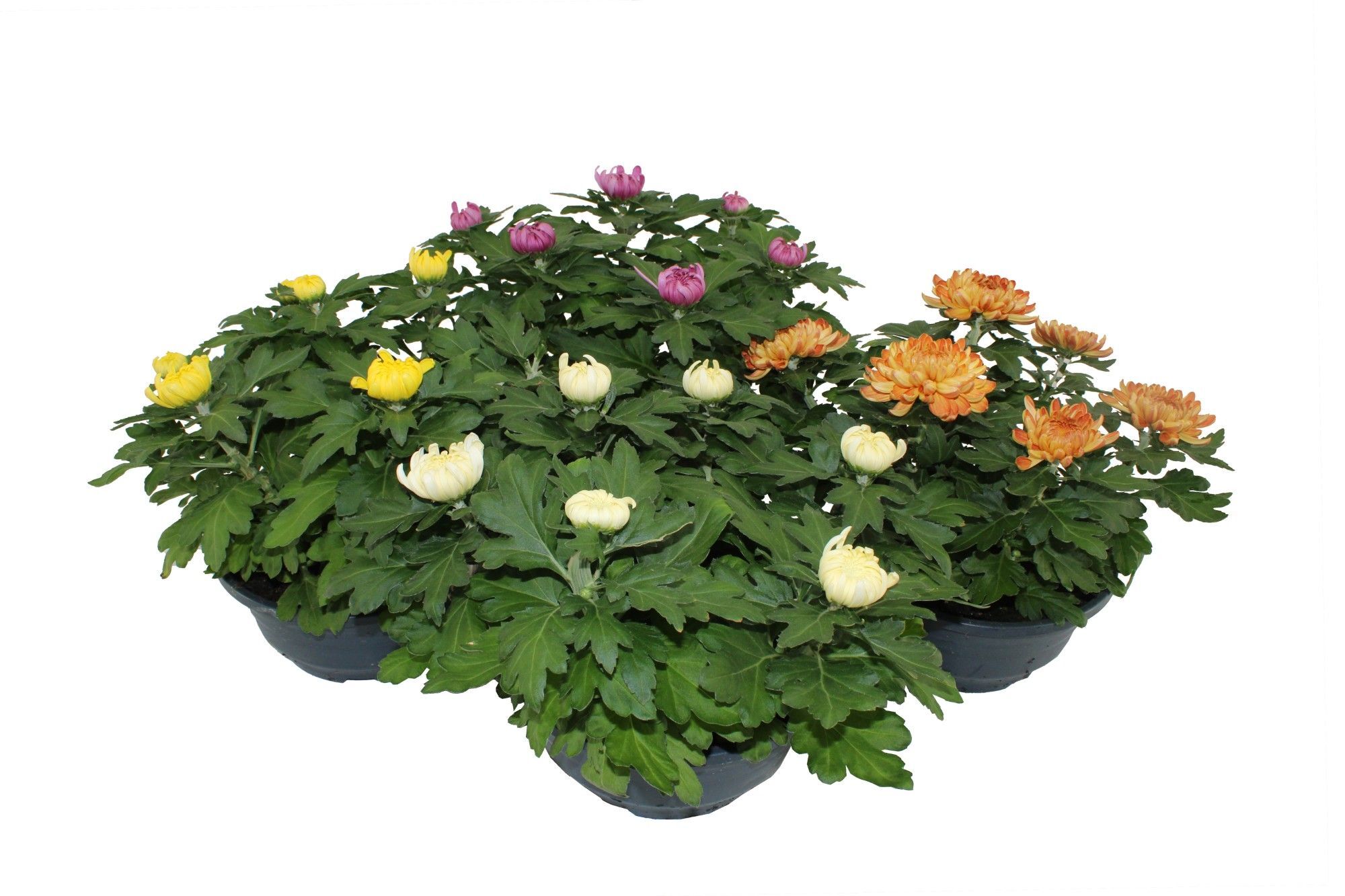 Chrys Deco Cosmo Gemengd 5-6pp