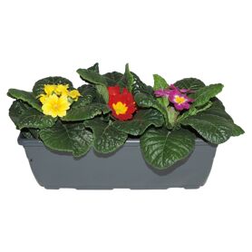 Primula Ac Gemengd Balkonbak