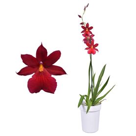 Cambria Nelly Isler Red Velvet 1 Tak