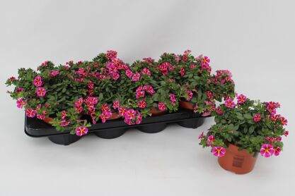 Calibrachoa Rave Pink Striped