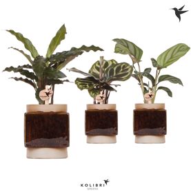 Calathea Gemengd Keramiek Classy Cube