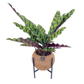 Opm Kokodama Industrial Calathea Gemengd