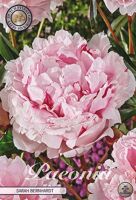 Bloembol Paeonia Sarah Bernard (x1)