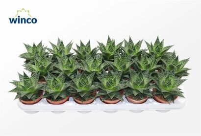 Aloe Norra