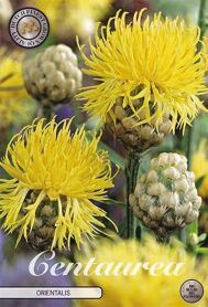 Bloembol Centaurea Orientalis (x1)