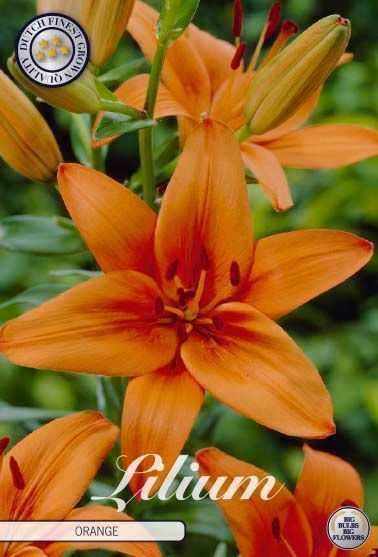Bloembol Lilium Asiatic Orange (x2) 16/18