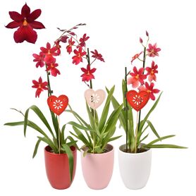 Cambria Nelly Isler Red Velvet 1 Tak Keramiek Moed