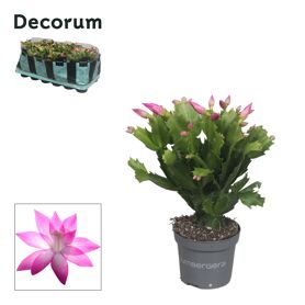 Schlumb Roze 30 Knop