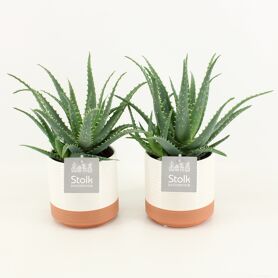 Aloe Arborescens In Milou Keramiek