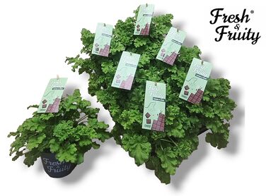 Pel Fresh&fruity Choco Fresh