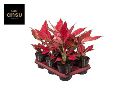 Aglaonema Cherry Baby