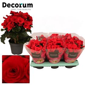 Beg Du Rood Baladin
