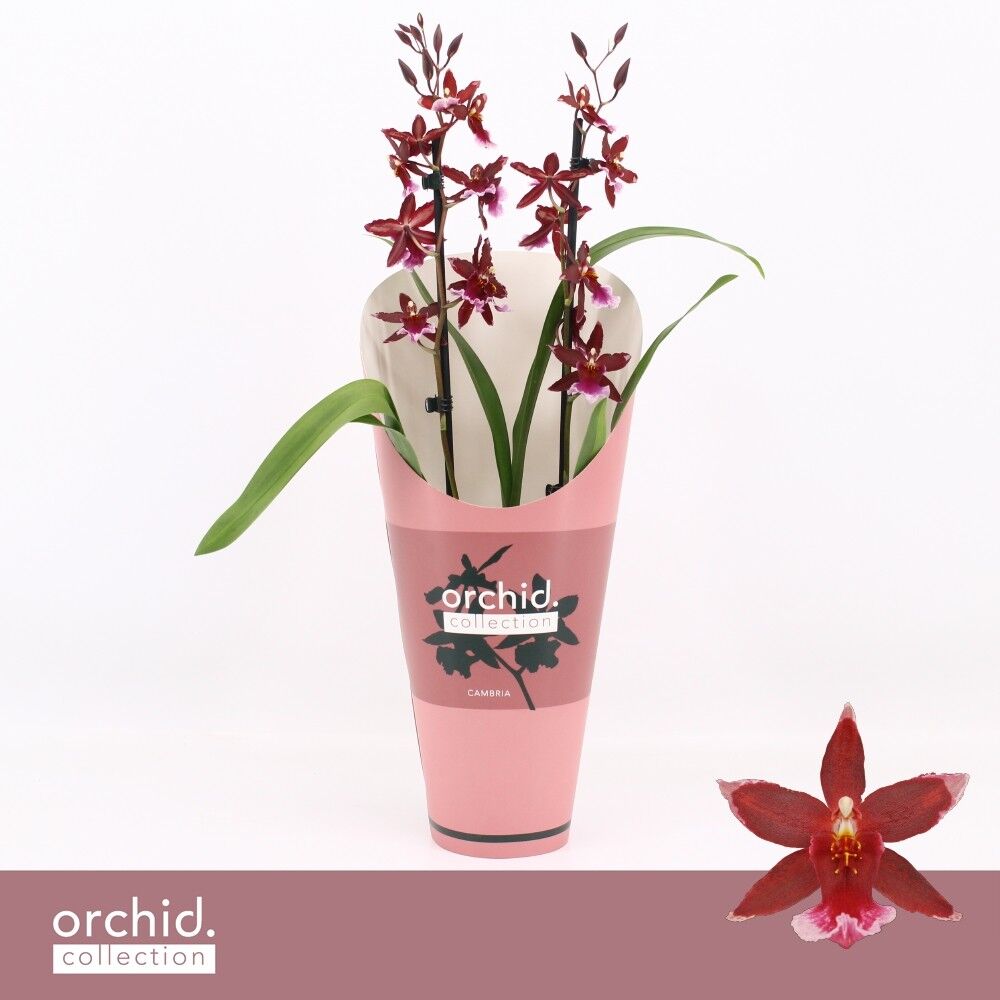Burra Barrocco Red 2 Tak Potcover