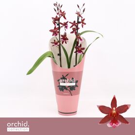 Burra Barrocco Red 2 Tak Potcover