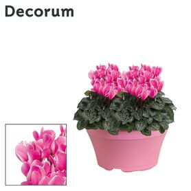Cycl Per Lovely Moments Roze