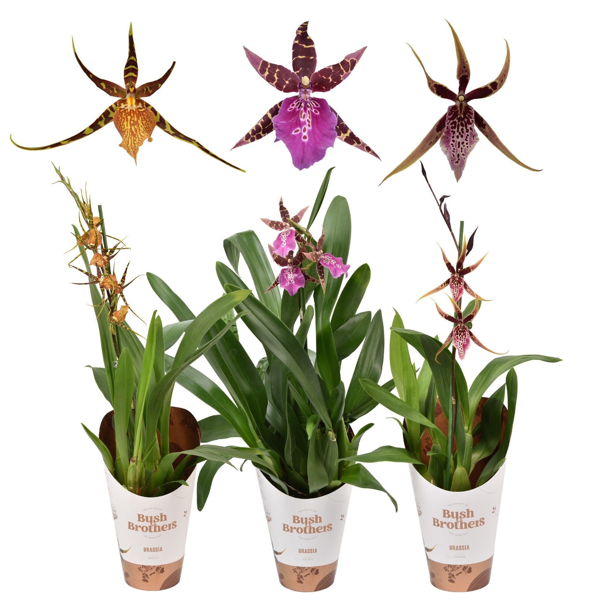 Brassia Gemengd 1 Tak