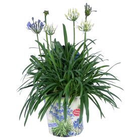 Agpanthus Summer Love Carnaval 6+ Potcover