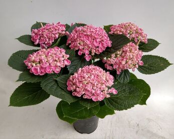 Hydrangea Hovaria Hopcorn Pink