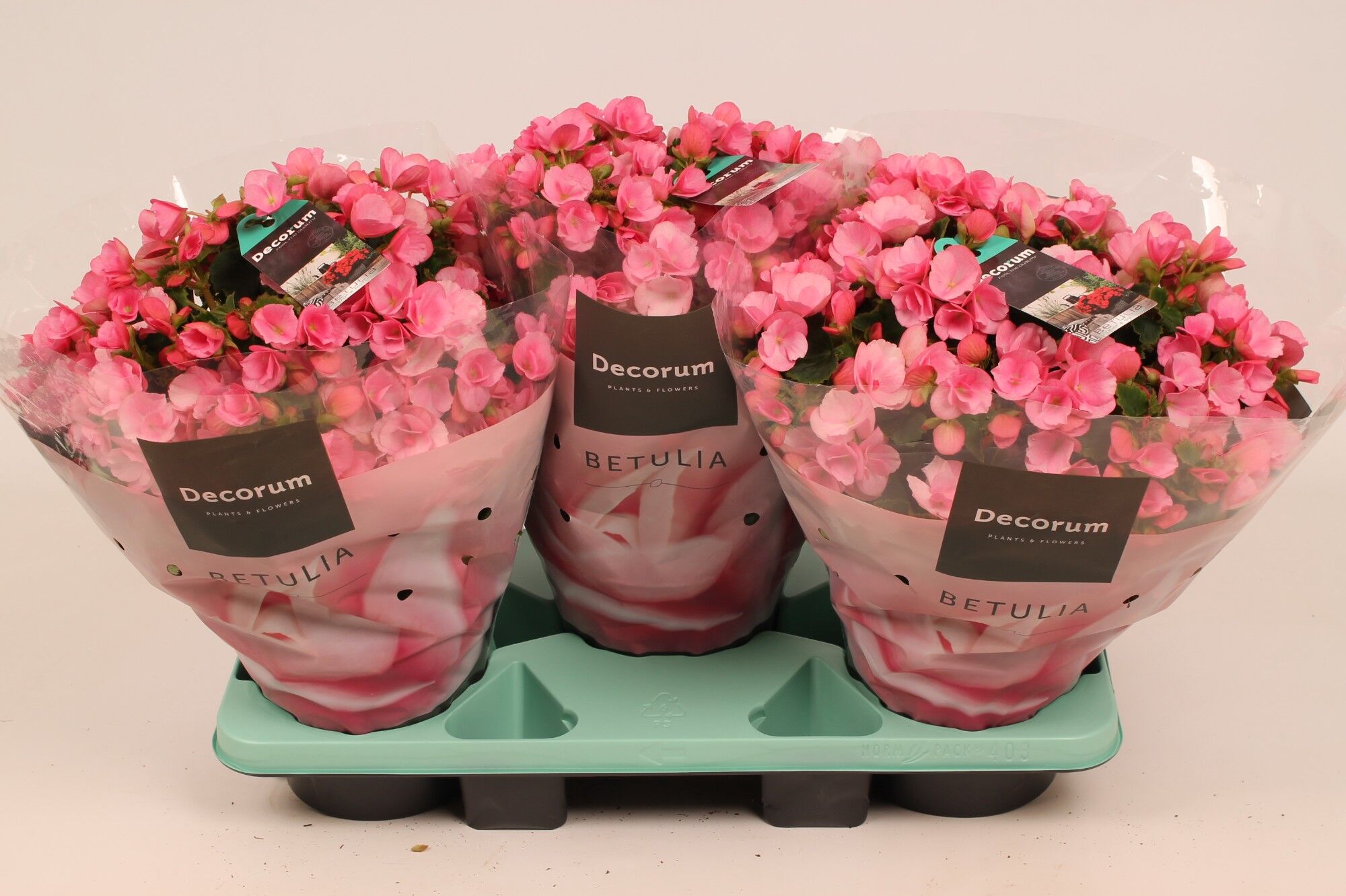Beg Betulia Candy