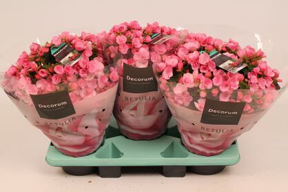 Beg Betulia Candy