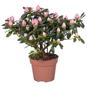 Rhodo Si Michelle-marie