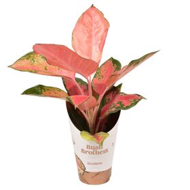 Aglaonema Orange Star
