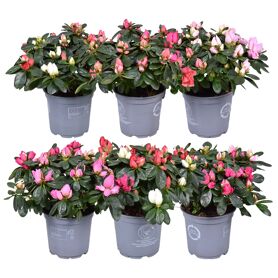 Rhodo Si Gemengd Carnaval