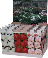 Paeonia Dubbel Gemengd