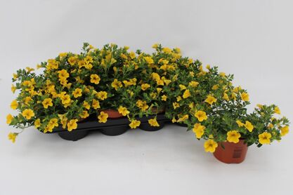 Calibrachoa Yellow