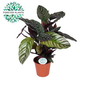 Calathea