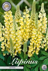 Bloembol Lupinus Saffron (x1)