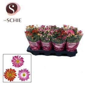 Chrys Chrysanne Gemengd Bicolor