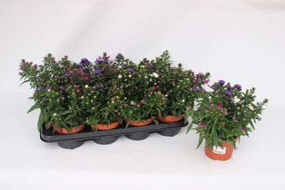 Aster Starletta Tricolor