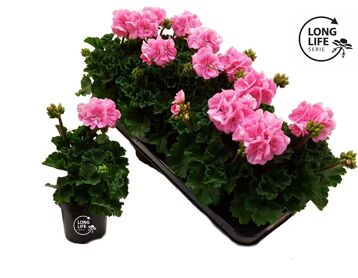 Pel Zon Licht Rose