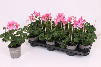Pel Pelt Roze