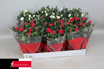Ro Kordana Rood & Wit