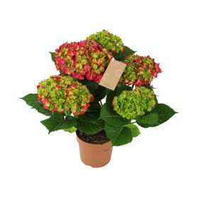 Hydr M Hot Red 5-6 Kop