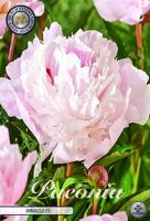 Bloembol Paeonia Immaculee (x1)