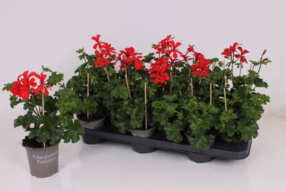 Pel Pelt Balkon Rood