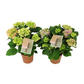 Hydr M Gemengd Bicolor 5-6 Kop