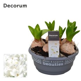 Hya A White Pearl 6pp