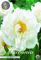 Bloembol Paeonia Miss America (x1)