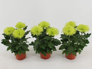 Chrys Anastasia Lime