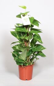 Epipr Pi Aureum