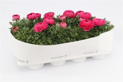 Ranunculus As Sprinkles Pink