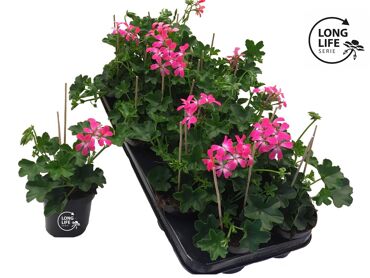 Pel Pelt Balkon Roze