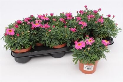 Argyr Frut Rose