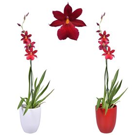 Cambria Nelly Isler Red Velvet 1 Tak Keramiek Rood