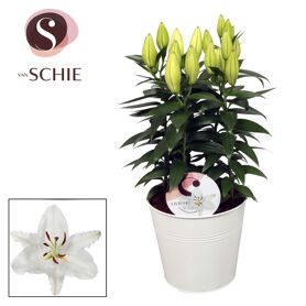 Lil Or Oxygen 5pp Zink